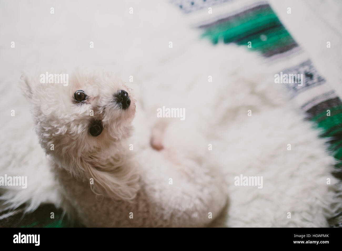 puppy on bed Stock Photo - Alamy
