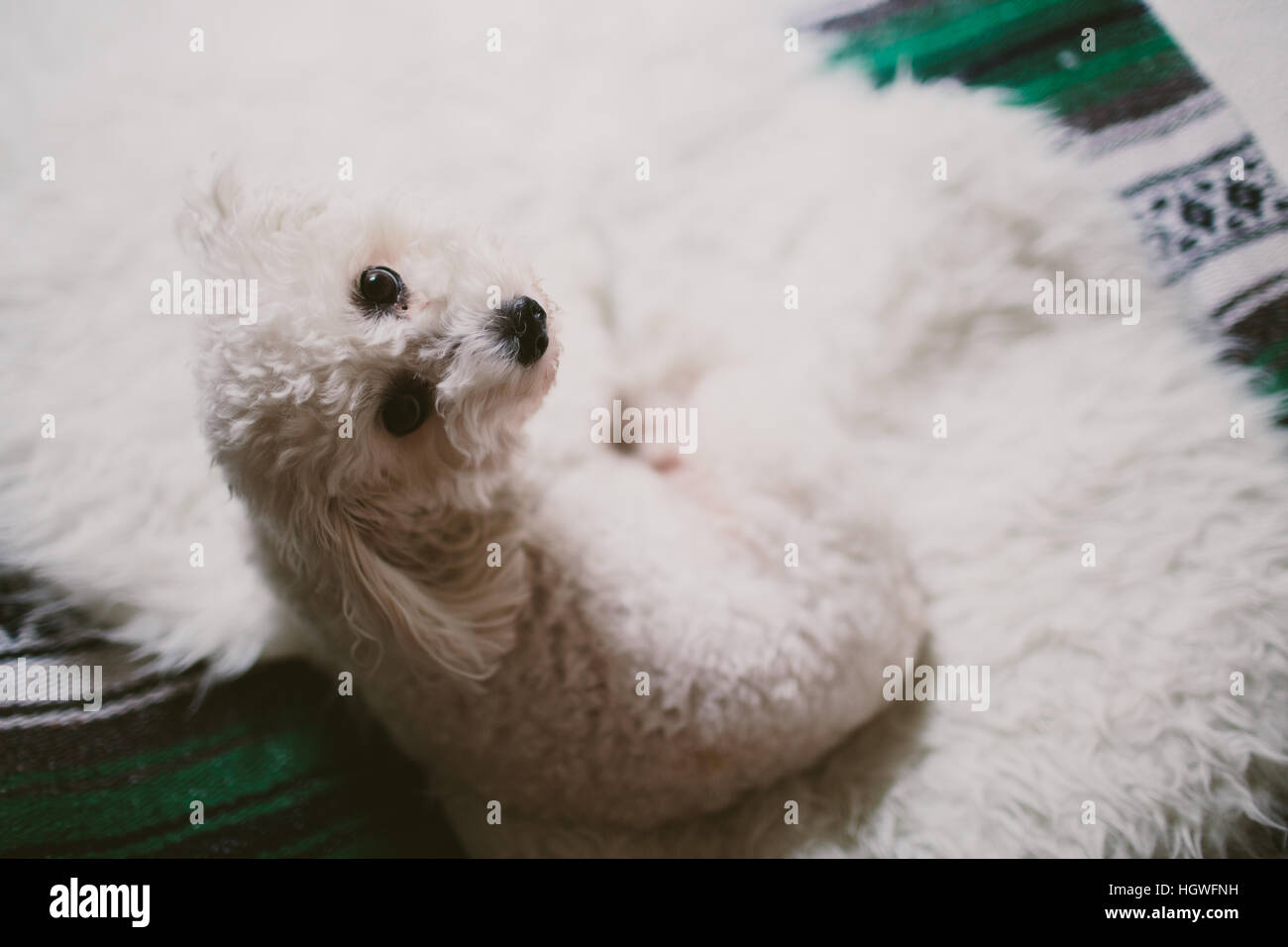 puppy on bed Stock Photo - Alamy