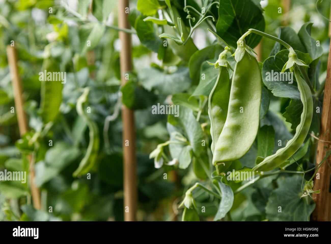 green snow pea plant,  farm concept. close up. Stock Photo