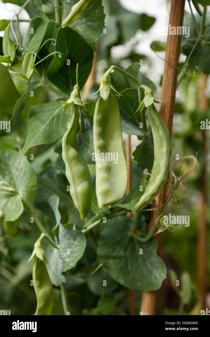 green snow pea plant,  farm concept. close up. Stock Photo