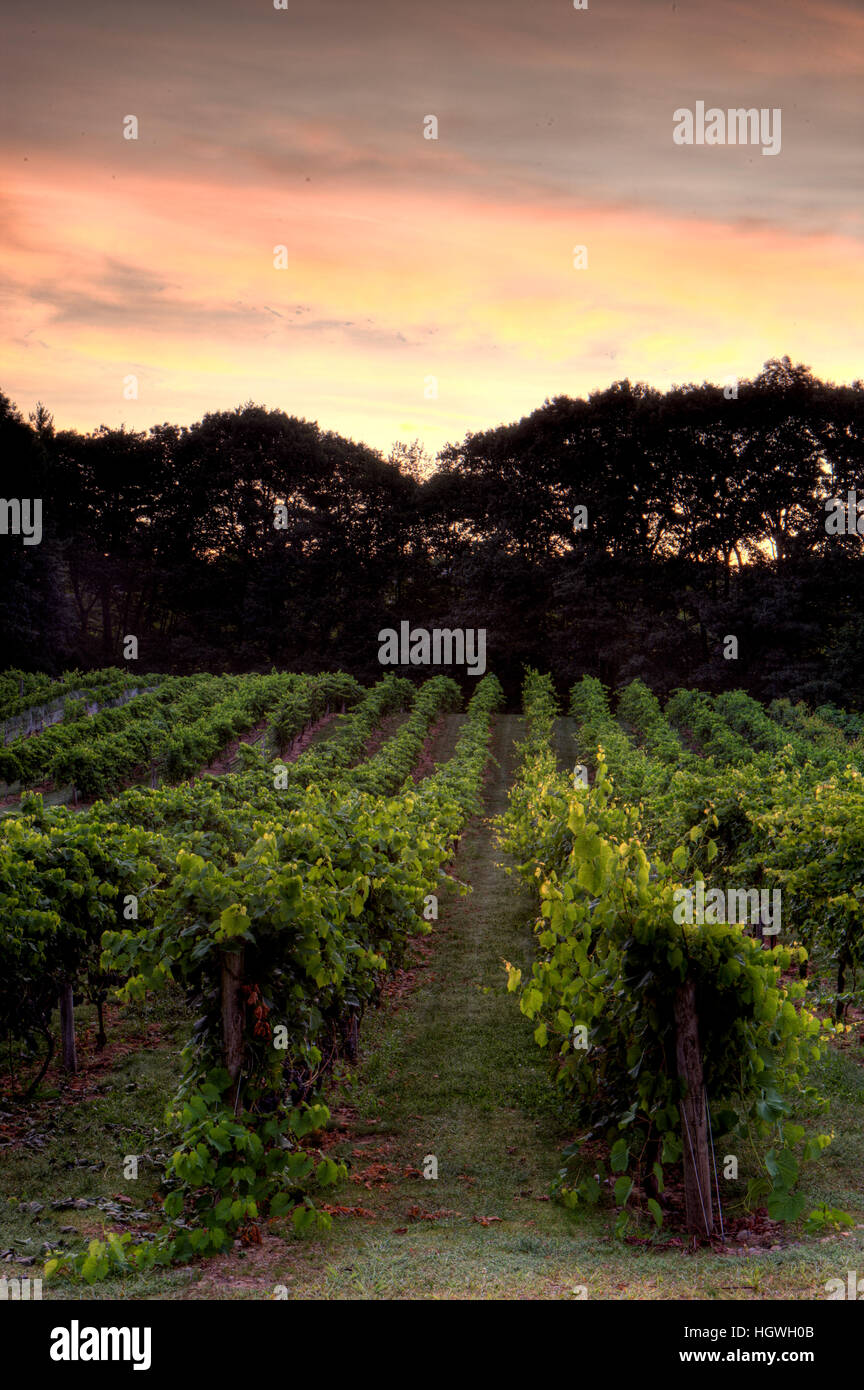 The vineyard at Jewell Towne Vineyards in South Hampton, New Hampshire. Stock Photo