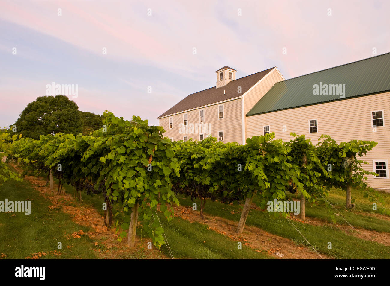 The vineyard at Jewell Towne Vineyards in South Hampton, New Hampshire. Stock Photo