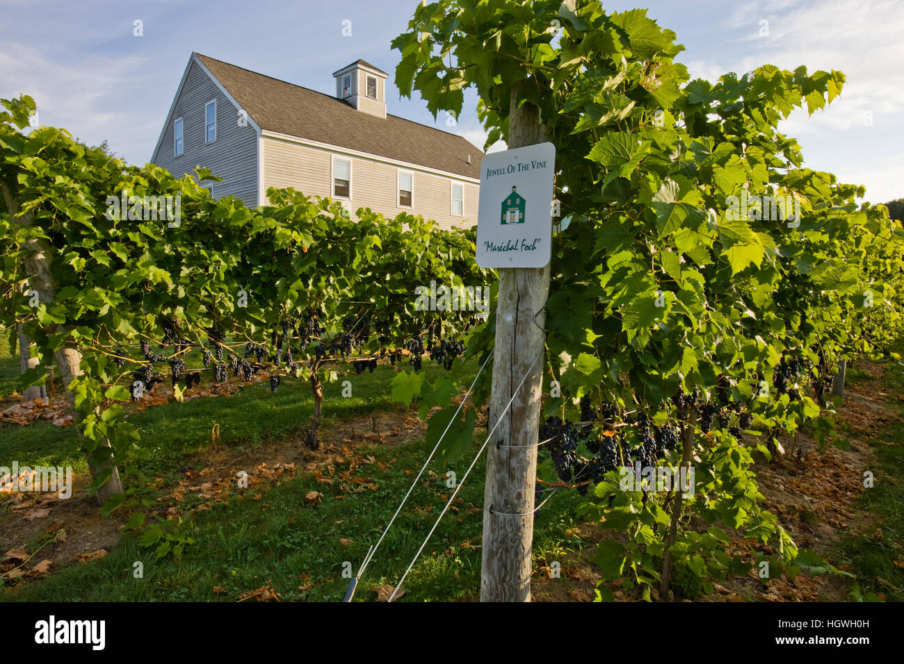 The vineyard at Jewell Towne Vineyards in South Hampton, New Hampshire. Stock Photo