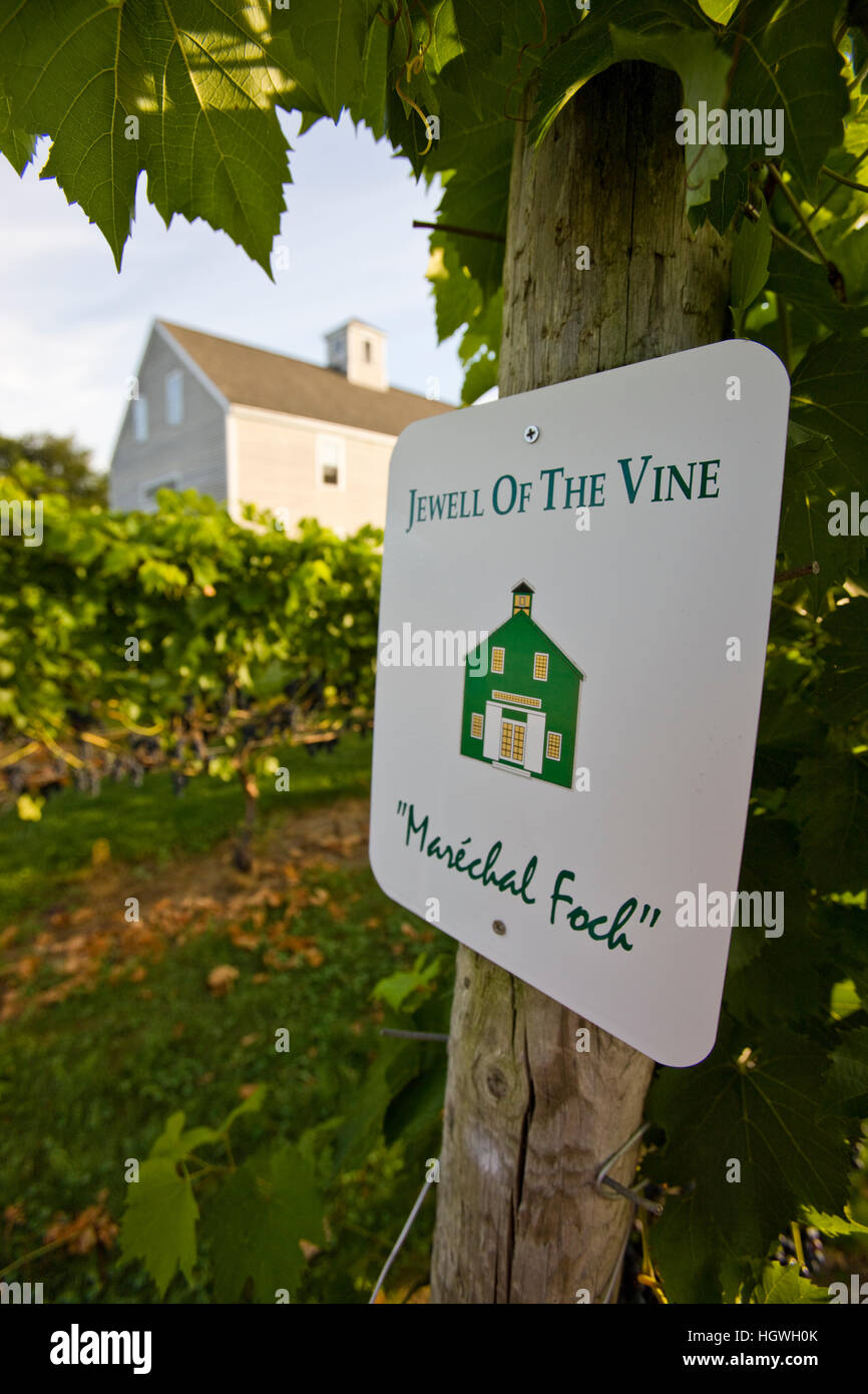 The vineyard at Jewell Towne Vineyards in South Hampton, New Hampshire. Stock Photo