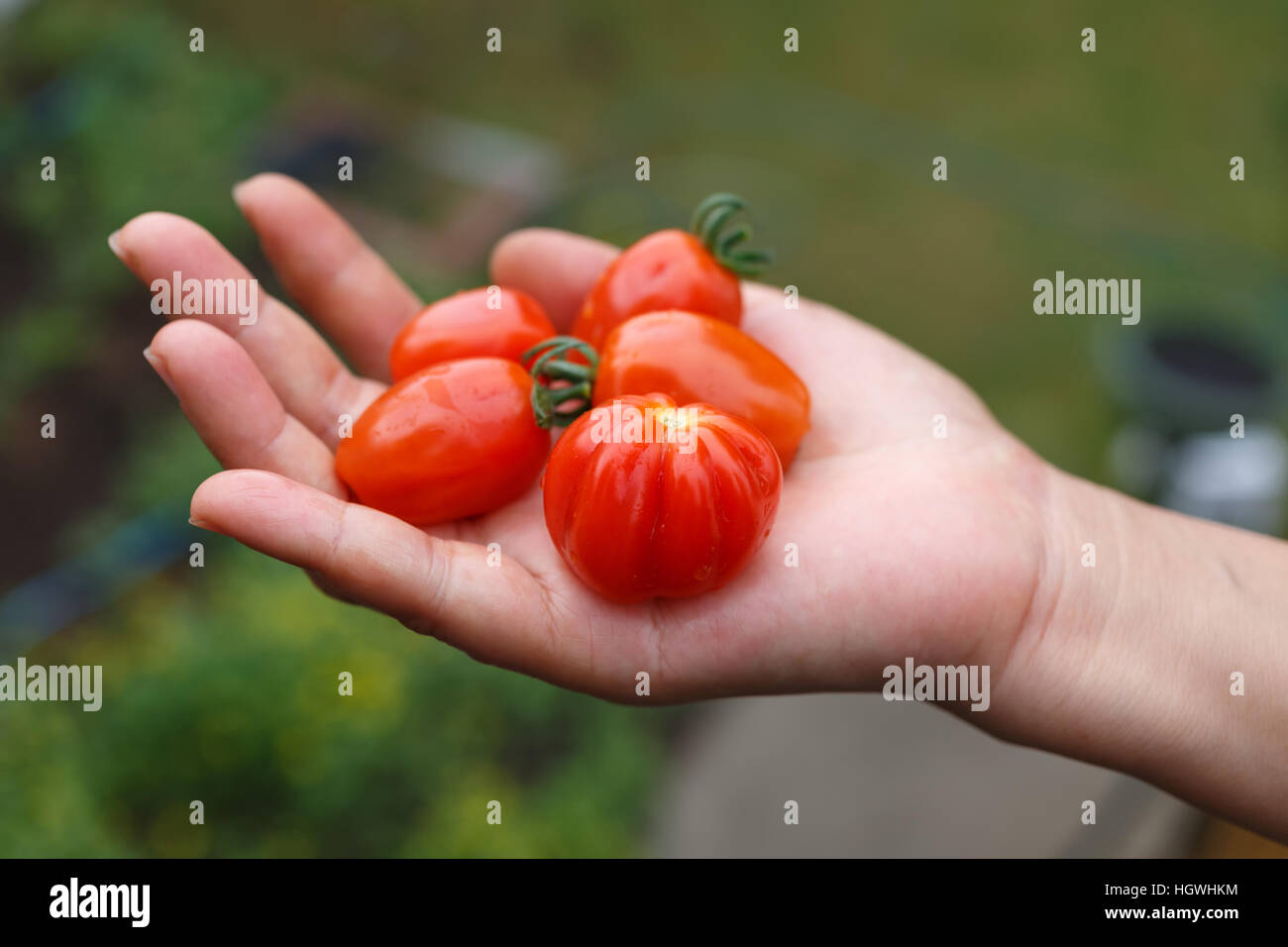 Hand hold home growth red tomato,  farm concept. close up. Stock Photo