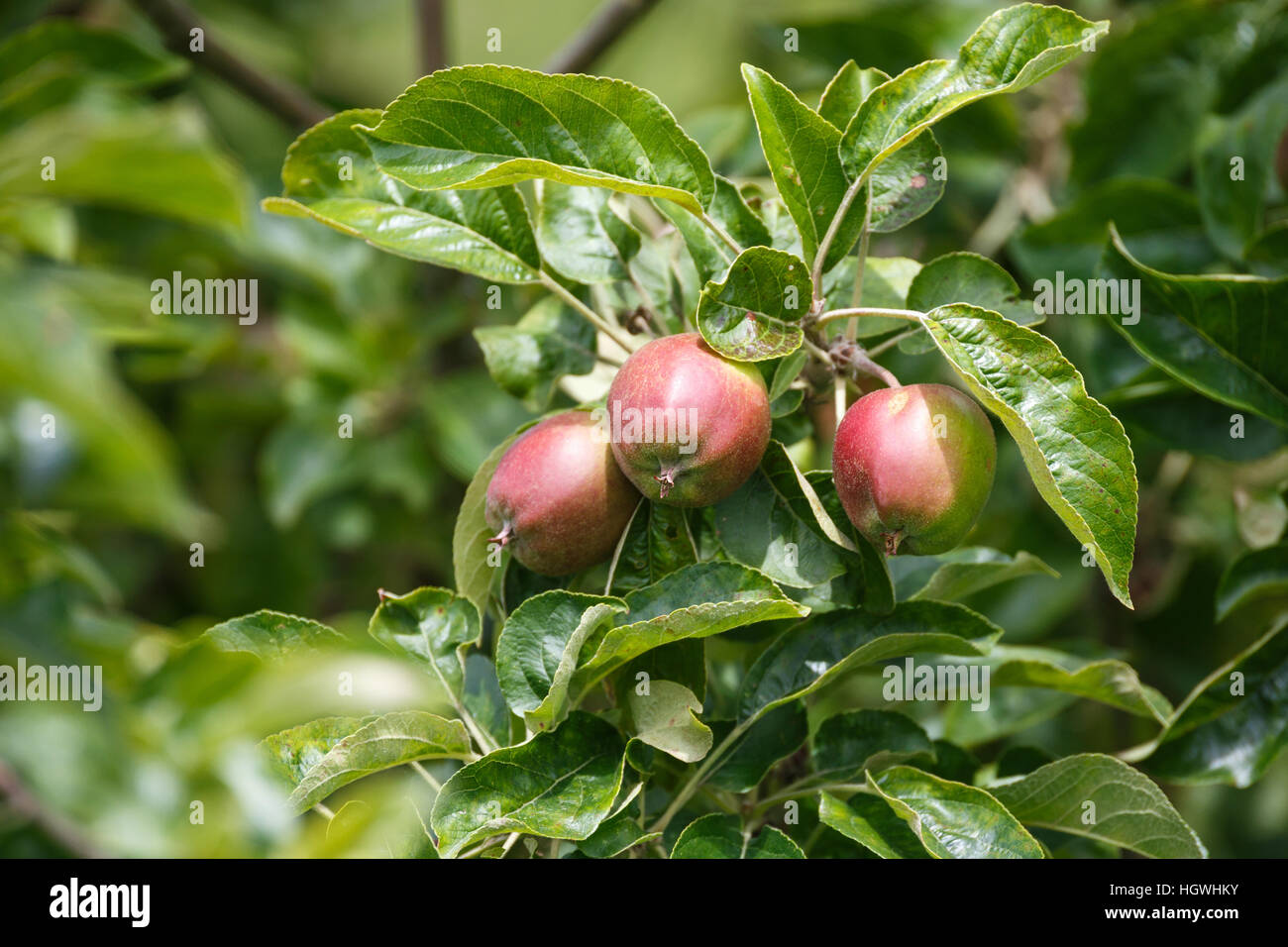 Red apple on branch with green leaves Stock Photo