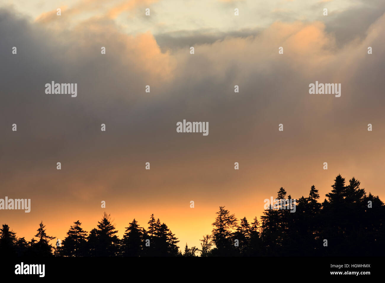 Clouds lit up by morning sun above an evergreen forest in Errol, New