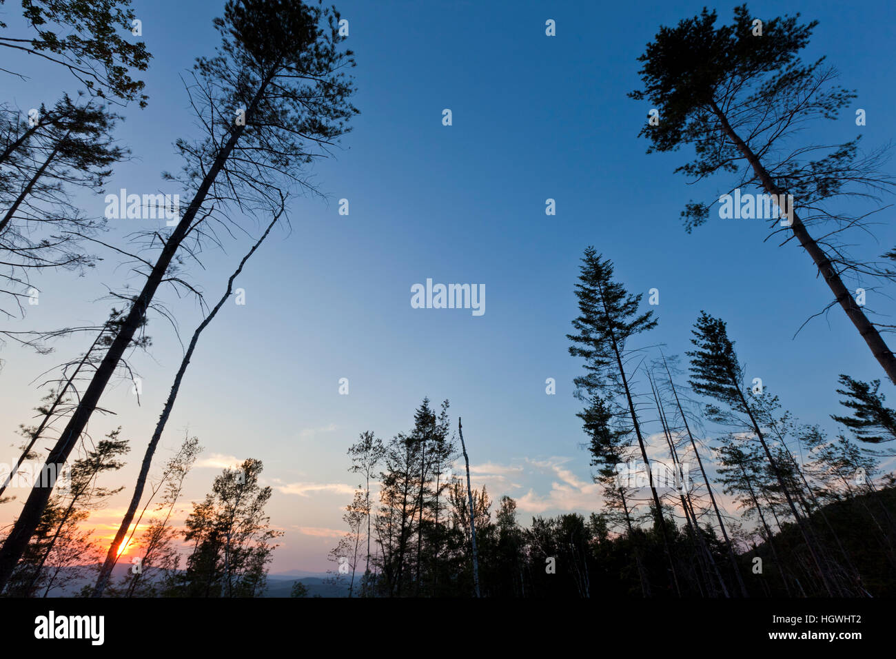 A recently logged area on the lower slopes of Black Mountain in Sutton ...