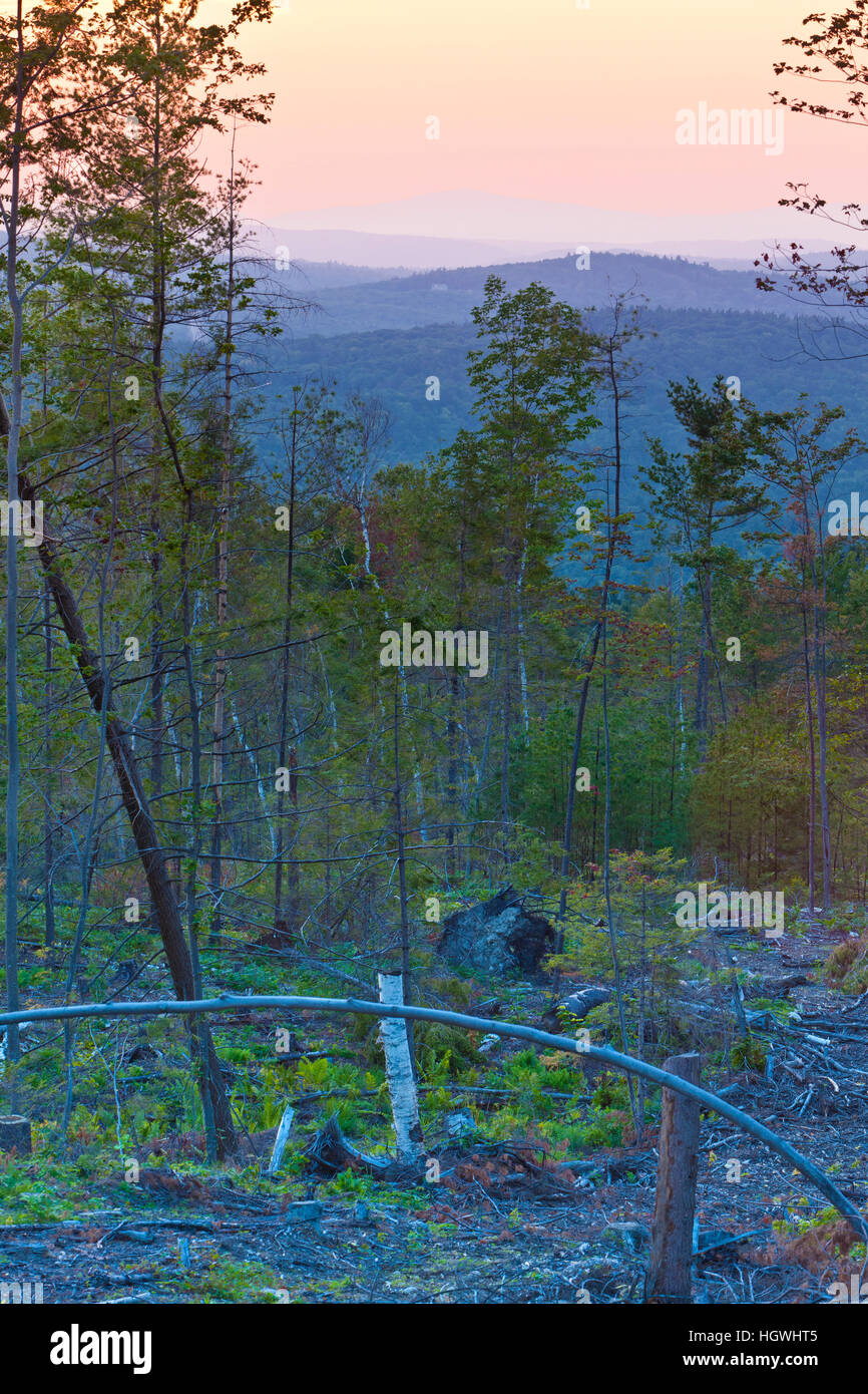 A recently logged area on the lower slopes of Black Mountain in Sutton ...