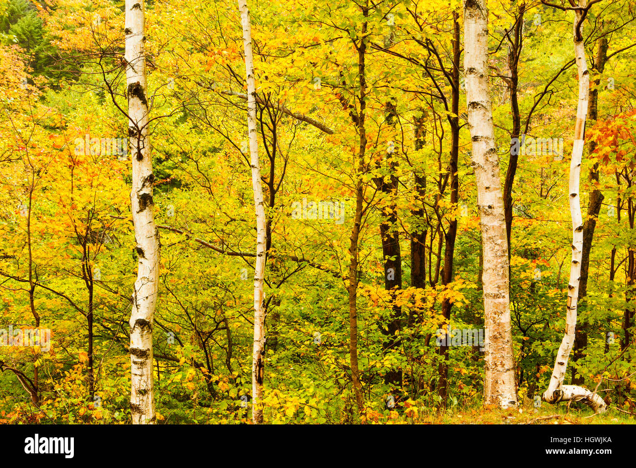 Paper birch trees in New Hampshire's Crawford Notch State Park. White