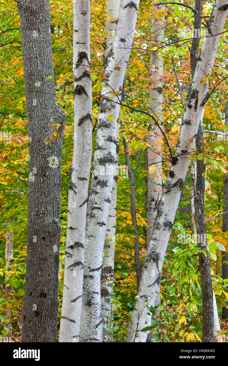 Fall in the forest on Millstone Hill in Barre, Vermont. Abandoned