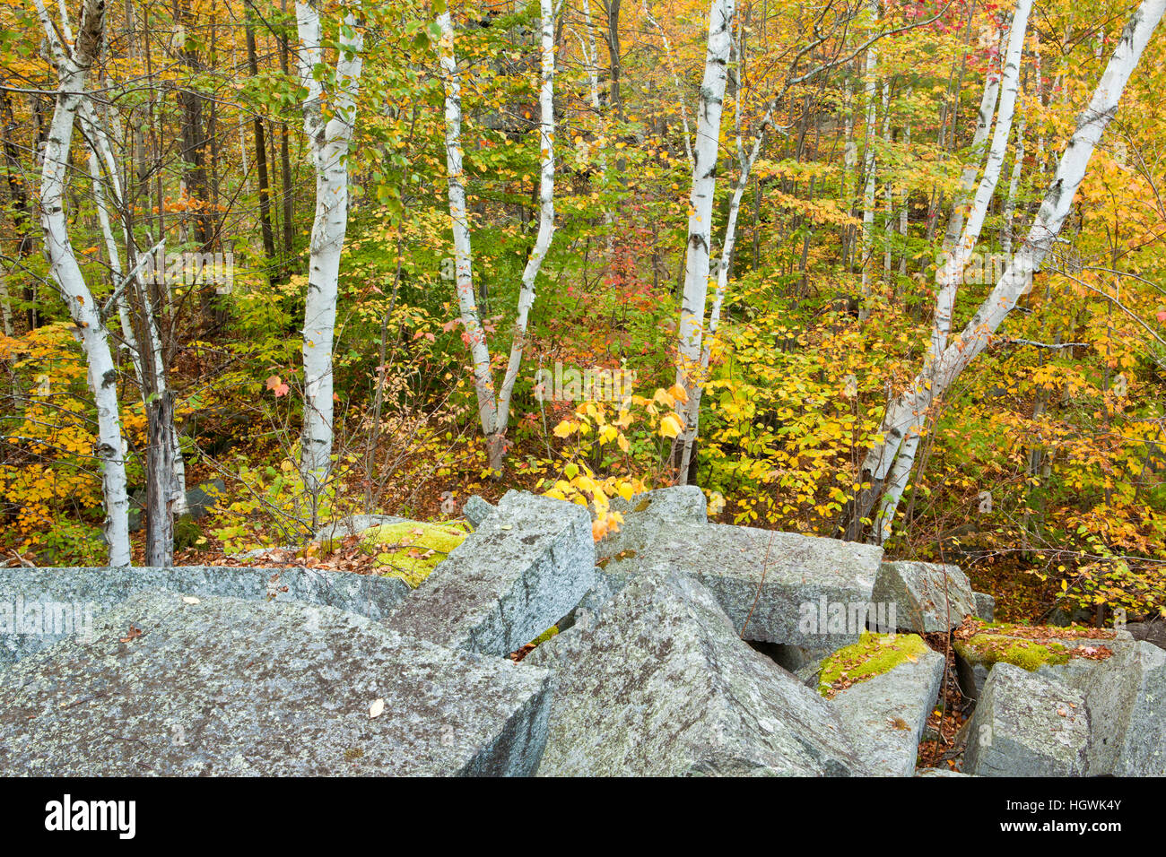 Fall in the forest on Millstone Hill in Barre, Vermont. Abandoned