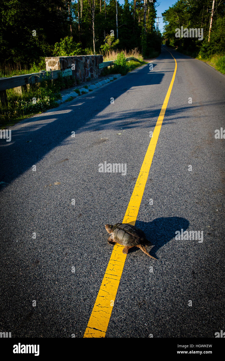 A snapping turtle, Chelydra serpentina, crosses a road in Plymouth