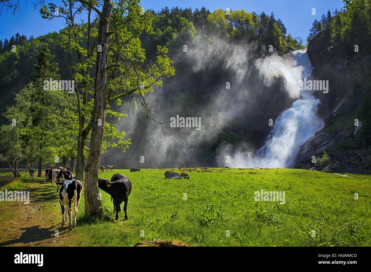 The majestic Hulderfossen waterfall, Sogn og Fjordane, Norway with grazing cattle in the foreground. Stock Photo