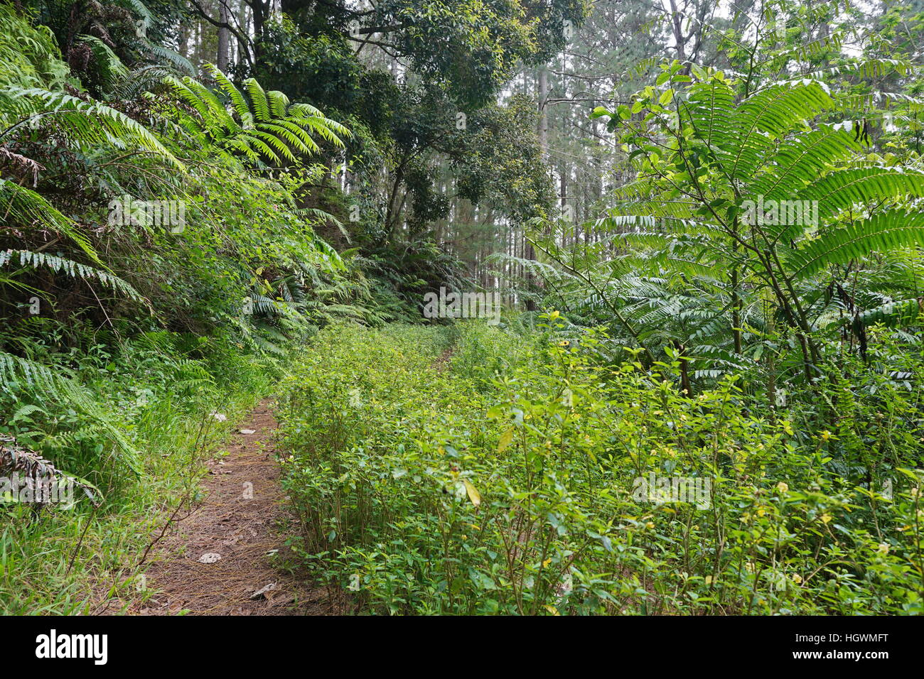 Forest path with ferns, Rurutu island, French Polynesia, south Pacific ...