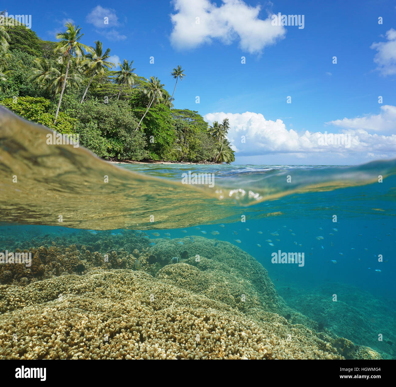 Half and half over and under the water surface, lush tropical coast and coral reef with fish underwater split by waterline, Pacific ocean, French Poly Stock Photo