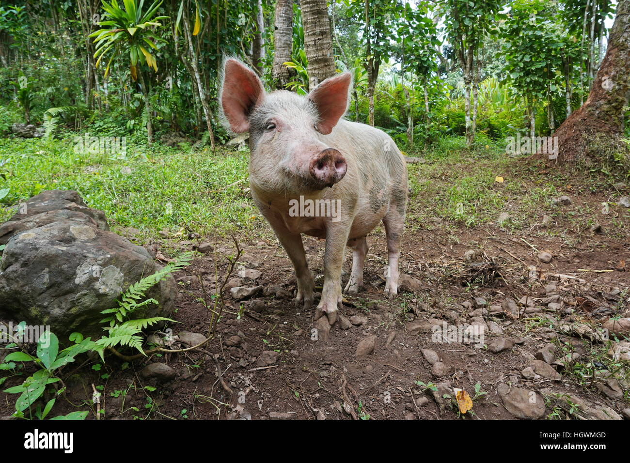 Pig in the wild, Rurutu island, French Polynesia, south Pacific