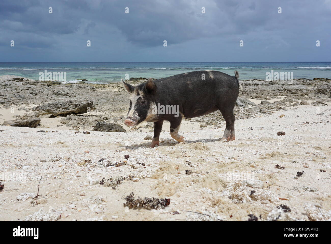 Wild pig on a beach with sand and rocks, Huahine island, French