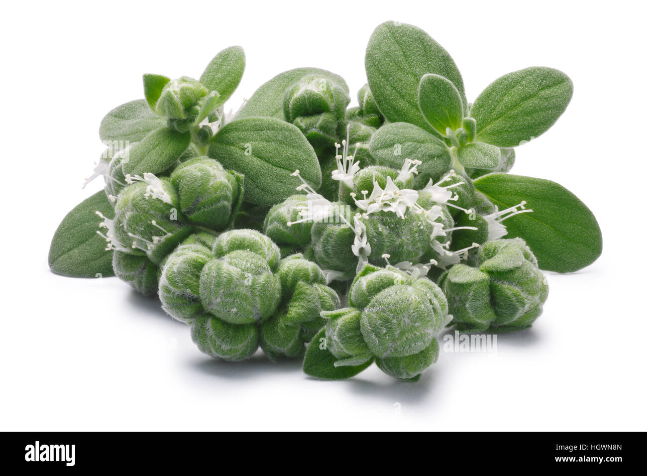 Fresh Marjoram (Origanum majorana), leaves, flowers and buds, close up. Clipping paths, shadows separated Stock Photo