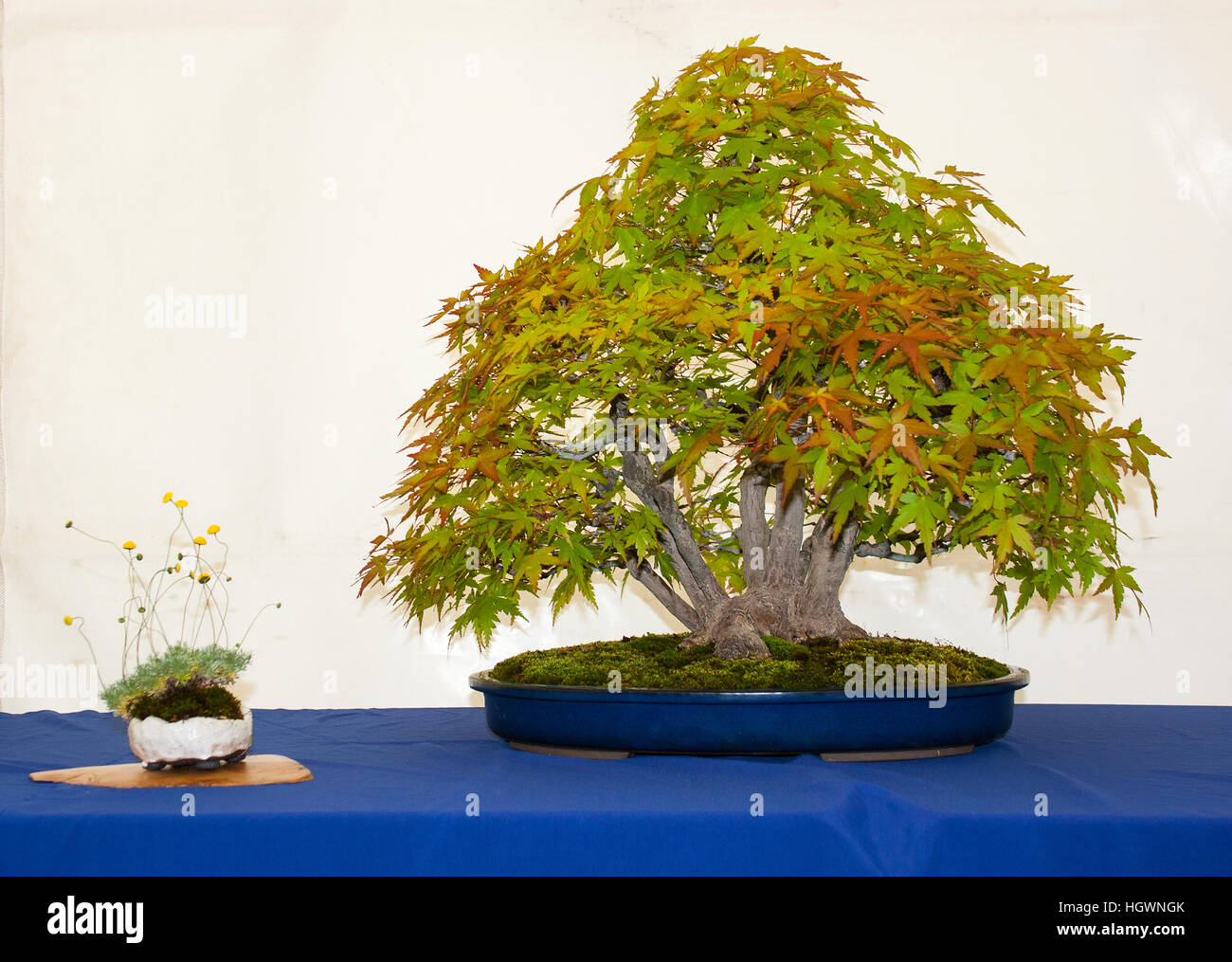 Informal upright Acer Palmatum bonsai with multi trunk on display in a local show in Belfast Northern Ireland Stock Photo