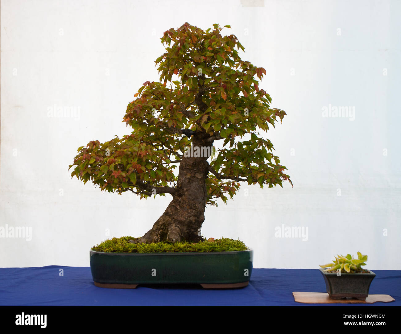 Informal upright deciduous Trident Maple bonsai in  on display with an accent plant in a local show in Belfast Northern Ireland Stock Photo