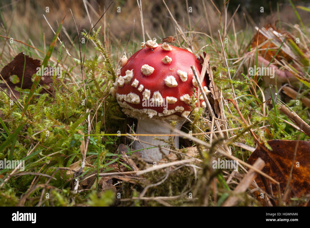 Fly agaric (Amanita muscaria) in a meadow, Baden-Württemberg, Germany Stock Photo