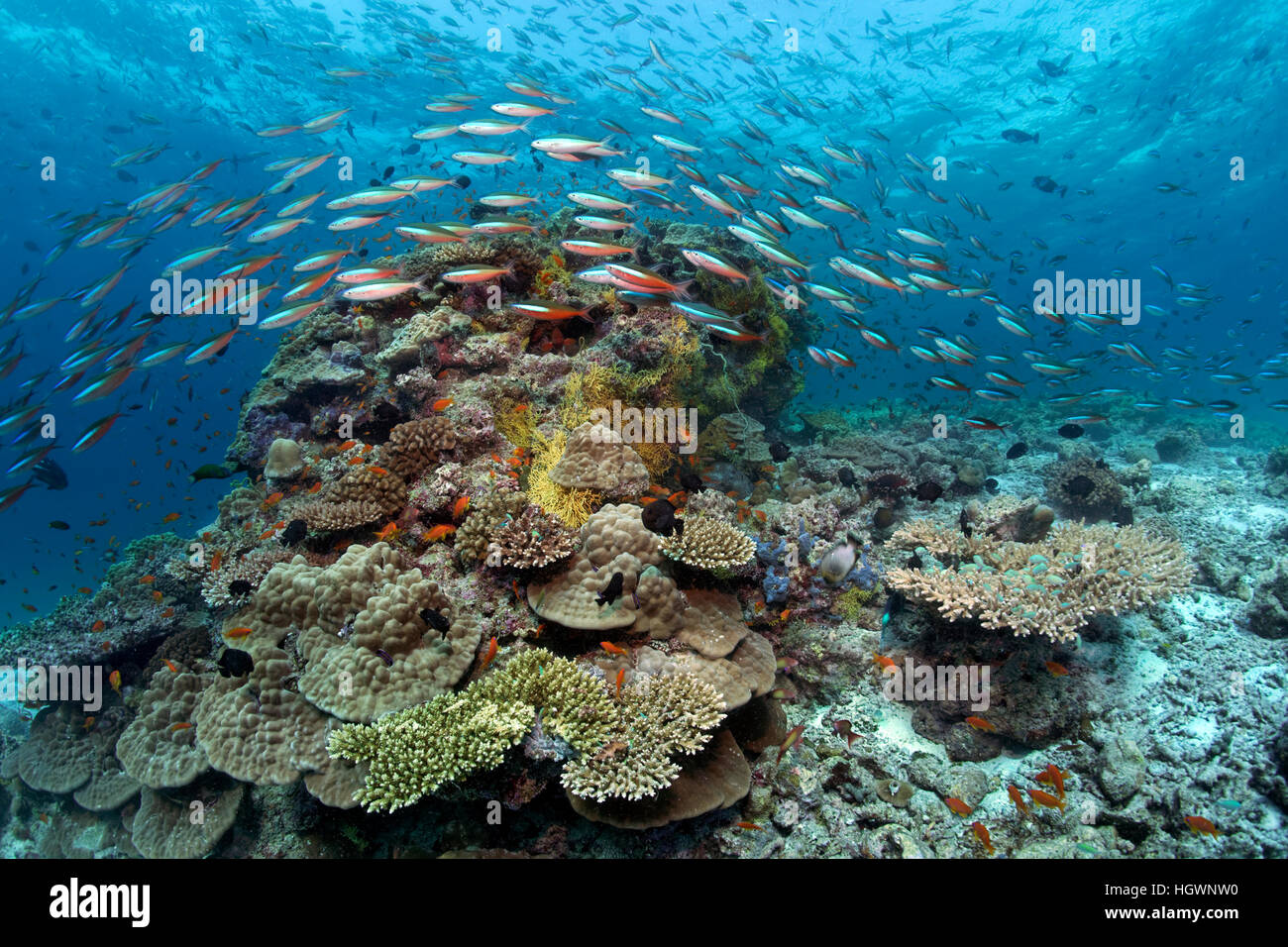 Dark-banded fusilier (Pterocaesio tile) swims over coral block, Lhaviyani Atoll, Maldives Stock Photo