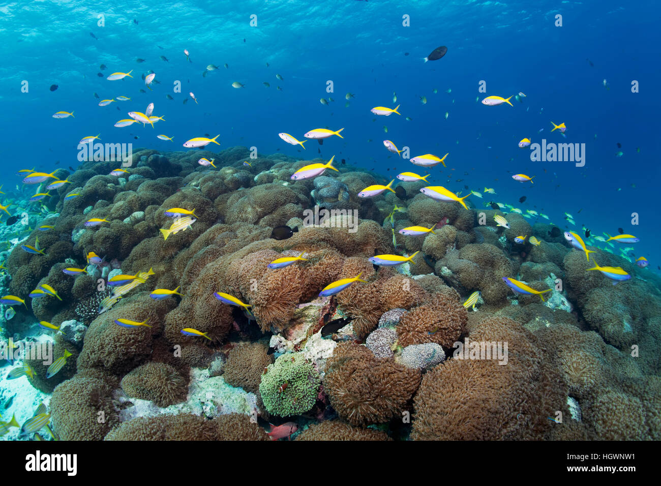 Yellowback fusiliers (Caesio xanthonotus) swimming over Goniopora coral (Goniopora lobata), Lhaviyani Atoll, Maldives Stock Photo
