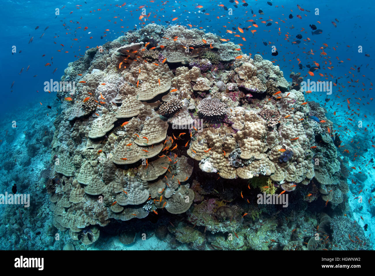 Large stone coral, tile fish (Antiinae), Lhaviyani Atoll, Maldives Stock Photo
