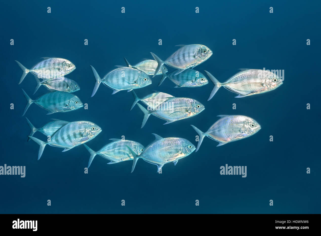 Blue trevally, mackerel (Carangoides ferdau) swim through open sea, Lhaviyani Atoll, Maldives Stock Photo