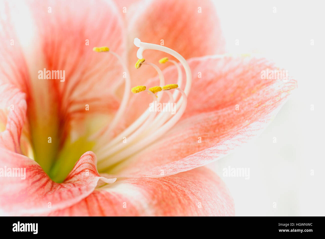 Close-up macro image of the beautiful Hippeastrum flower commonly known as the Amaryllis lily flower. Stock Photo