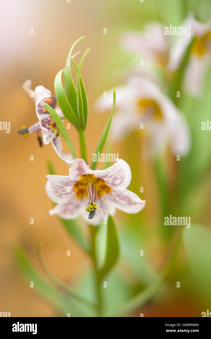 The delicate little pink flowers of  Fritillaria gibbosa a herbaceous perennial plant in the Lily family. Stock Photo