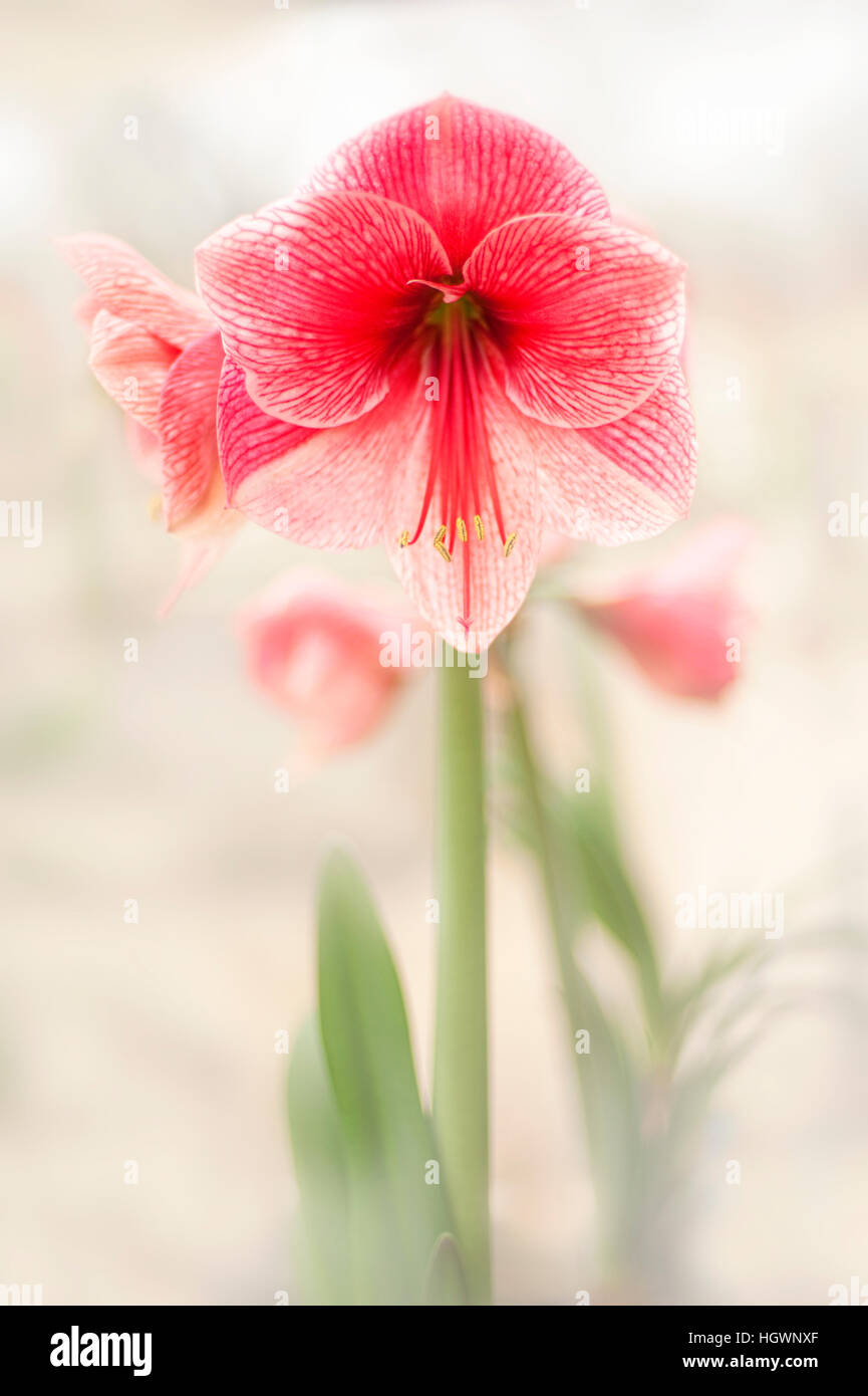 Close-up macro image of the beautiful Hippeastrum flower commonly known as the Amaryllis lily flower. Stock Photo