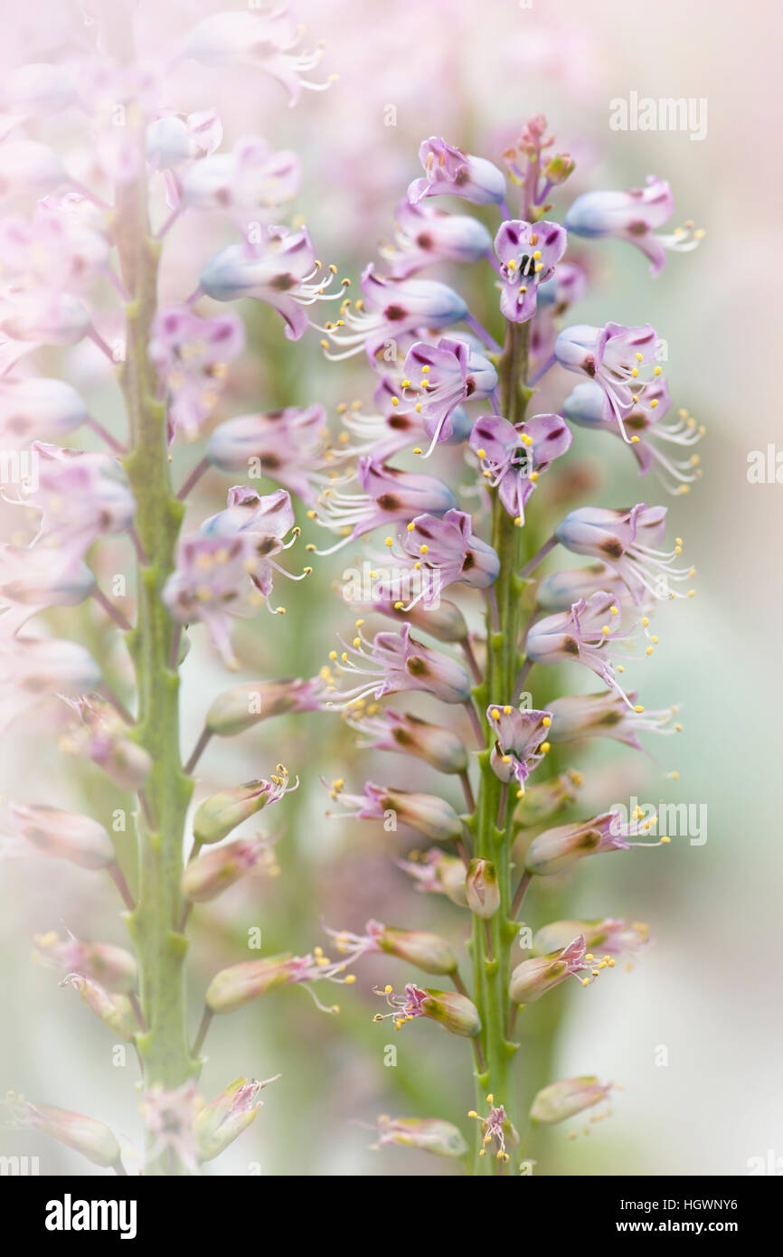 The delicate purple flowers of  the Lachenalia pustulata plant commonly known as the blistered Cape cowslip. Stock Photo