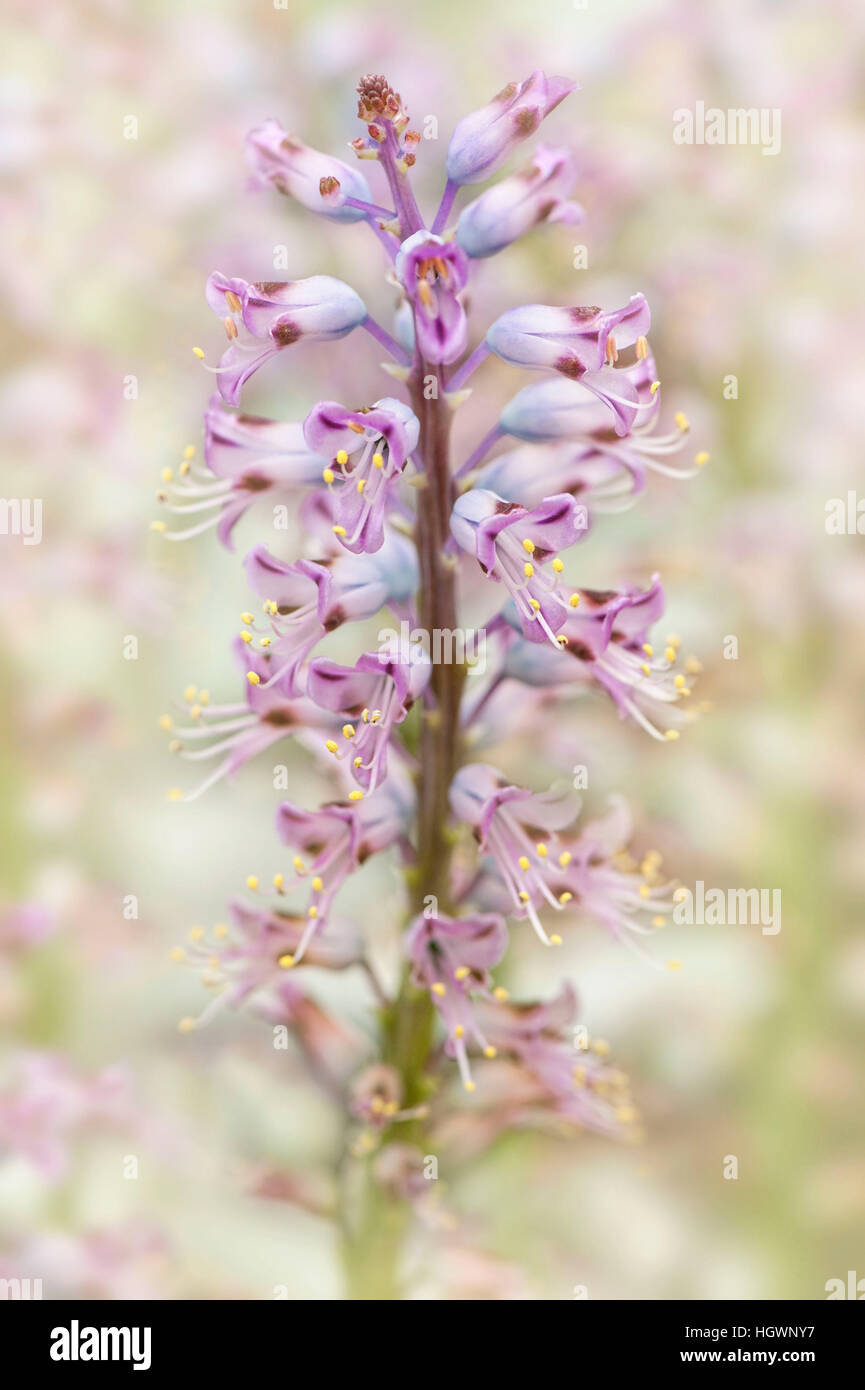 The delicate purple flowers of  the Lachenalia pustulata plant commonly known as the blistered Cape cowslip. Stock Photo
