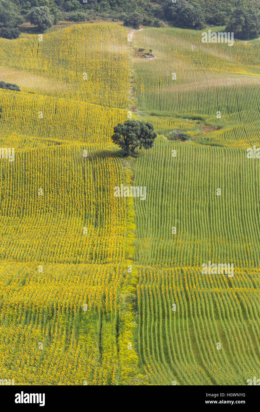 Sunflowers (Helianthus annuus), fields with solitary holm oak (Quercus