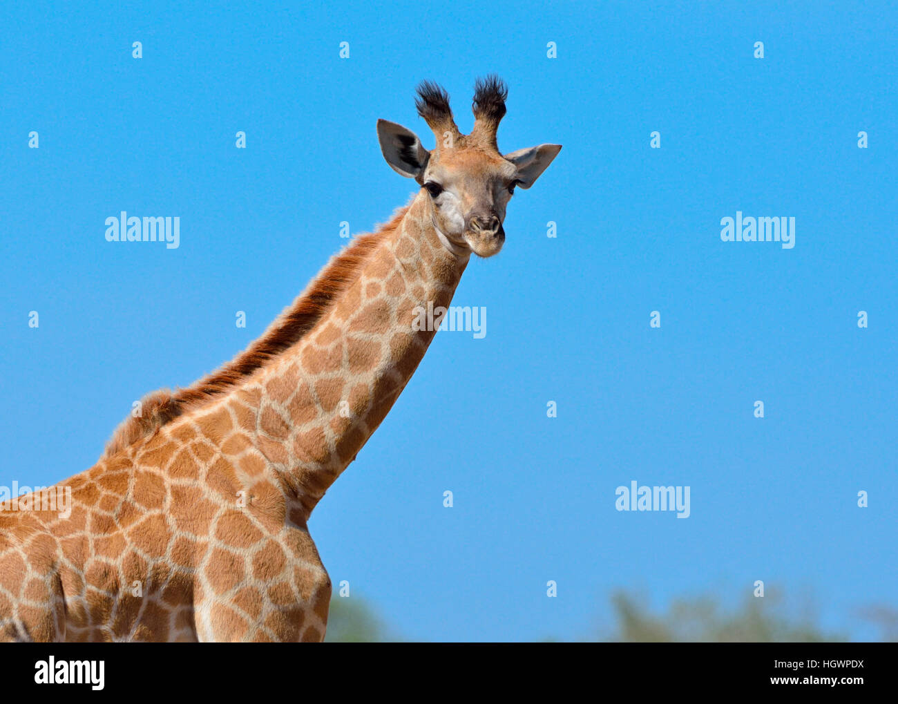 South African giraffe or Cape giraffe (Giraffa giraffa giraffa), young, blue sky, Kruger National Park, South Africa Stock Photo