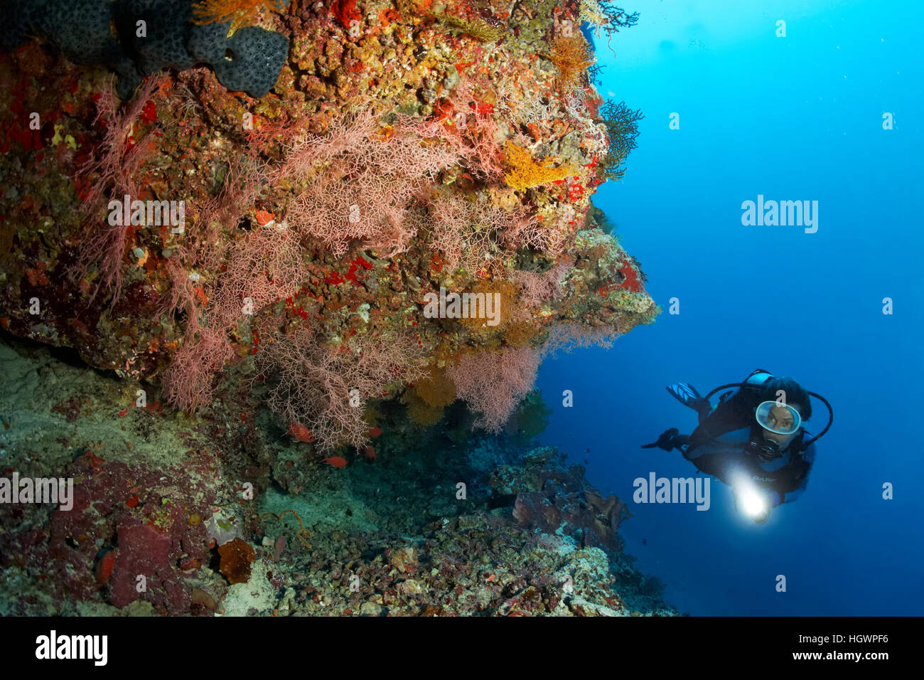 Diver viewing coral reef with sea fans (Melithaeidae) and sea squirts (Chordata), Lhaviyani Atoll, Maldives Stock Photo