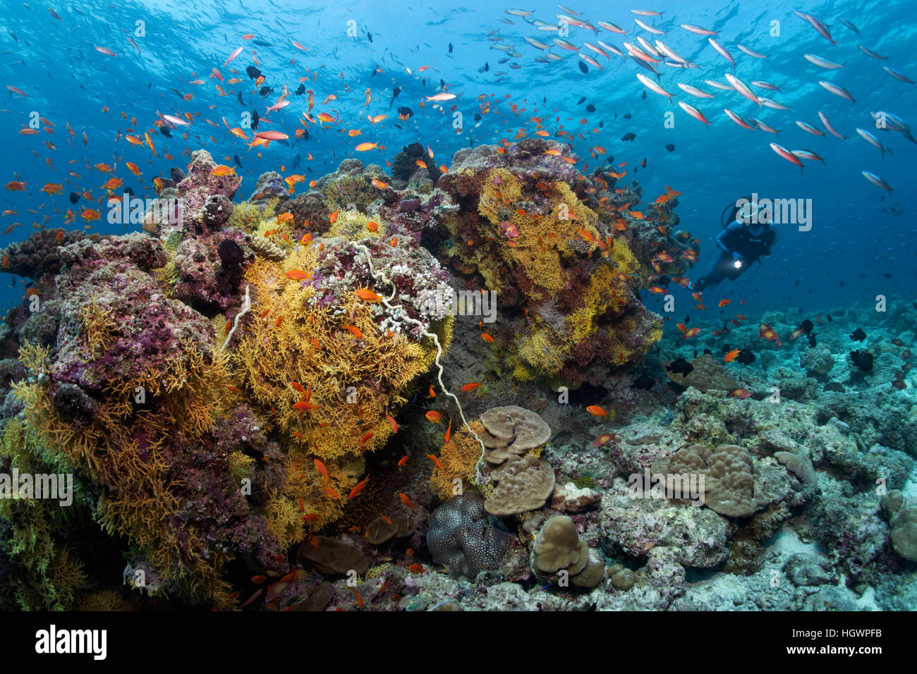 Diver viewing different soft corals, hard corals, tile fish (Antiinae), dark-banded fusiliers (Pterocaesio tile) Stock Photo