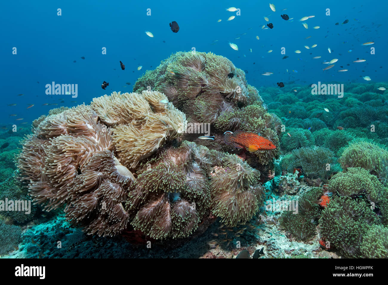 Overgrown coral, magnificent sea anemones (Heteractis magnifica), coral hind (Cephalopholis miniata), with cleaner wrasse Stock Photo