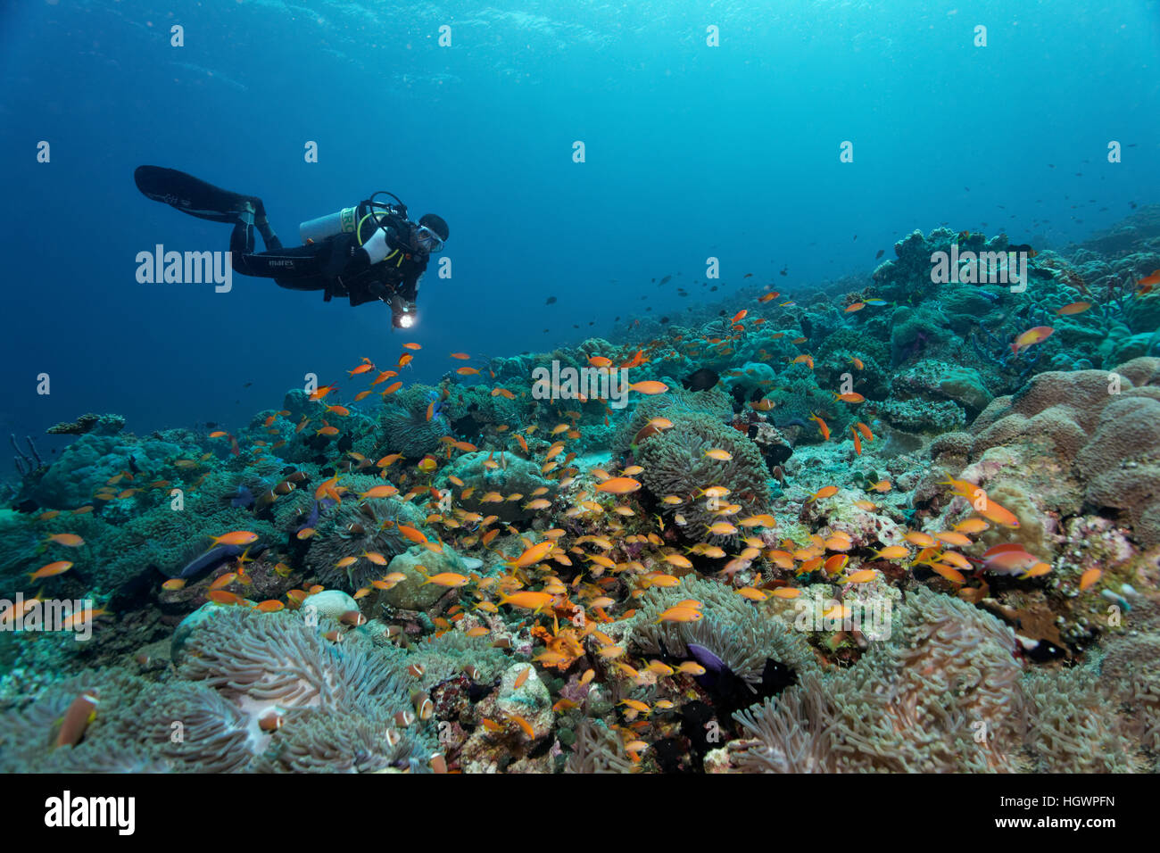 Coral reef with magnificent sea anemones (Heteractis magnifica), and yellow tilefish (Anthiidae), diver observing Stock Photo