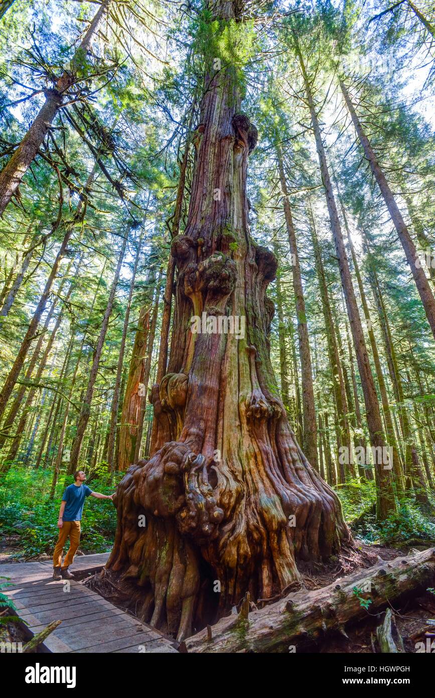 Man standing next to giant western red-cedar, arborvitae (Thuja plicata), Avatar Grove Forest, Port Renfrew, Vancouver Island Stock Photo