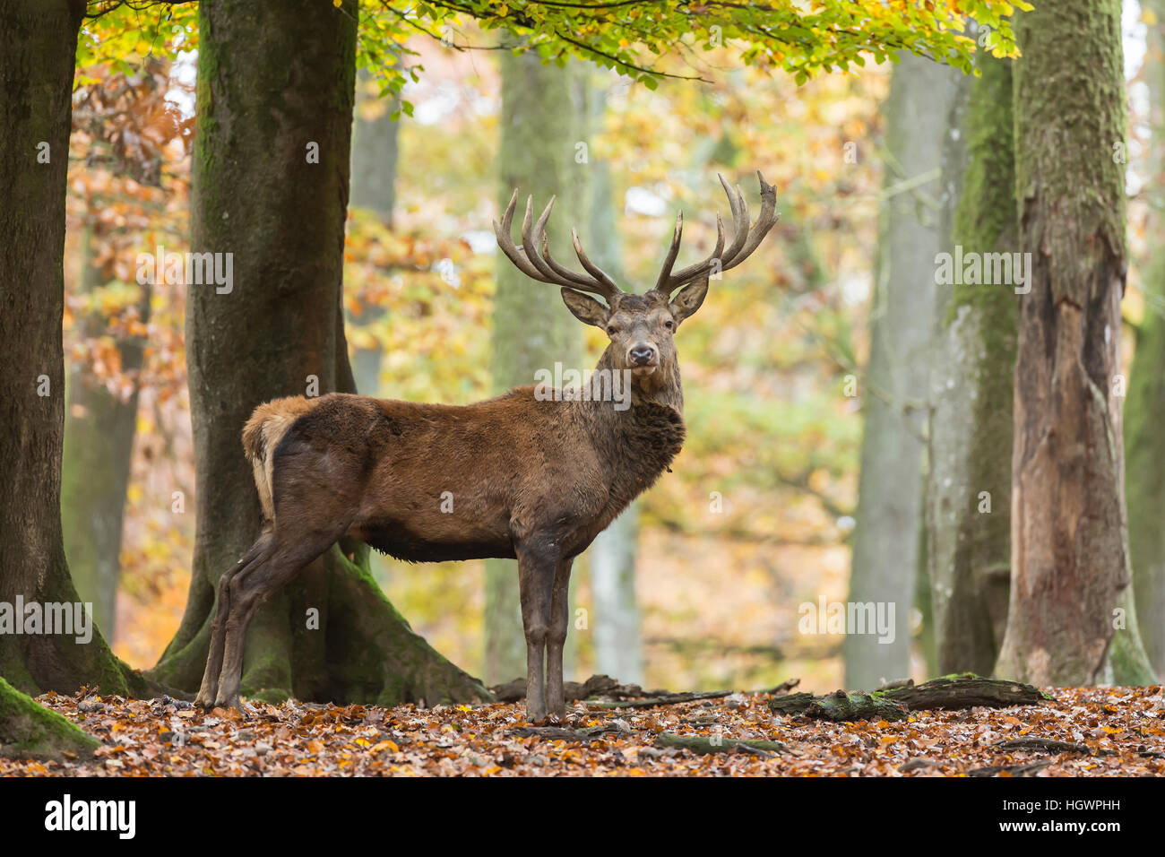 Red deer (Cervus elaphus) in autumn woods, Vulkaneifel, Rhineland-Palatinate, Germany Stock Photo