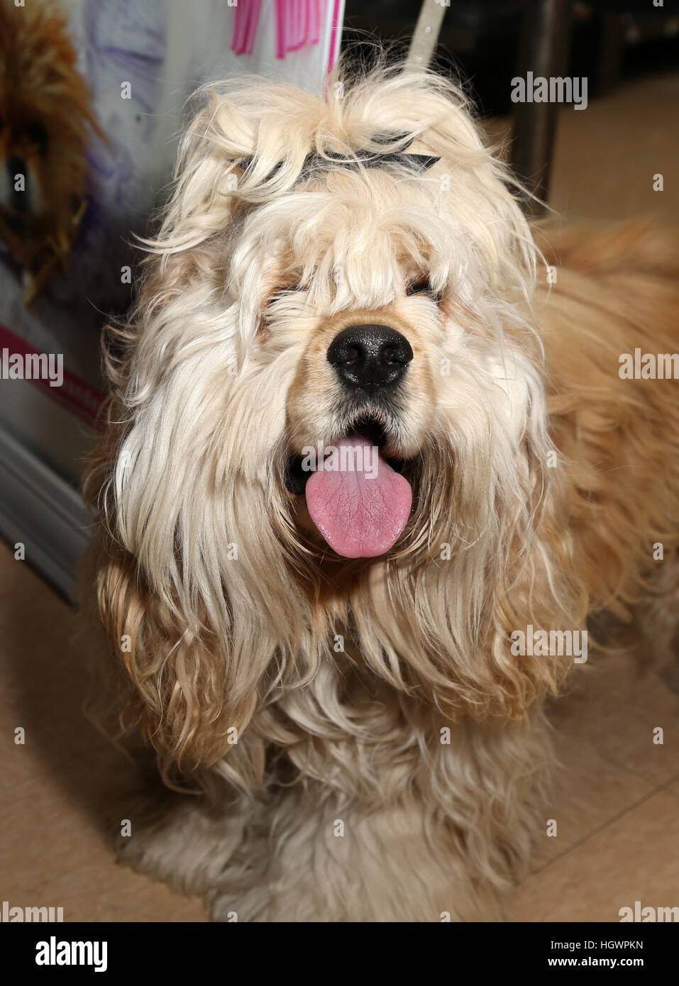 Product launch; Vanderpump Pets, founded by Lisa Vanderpump Featuring