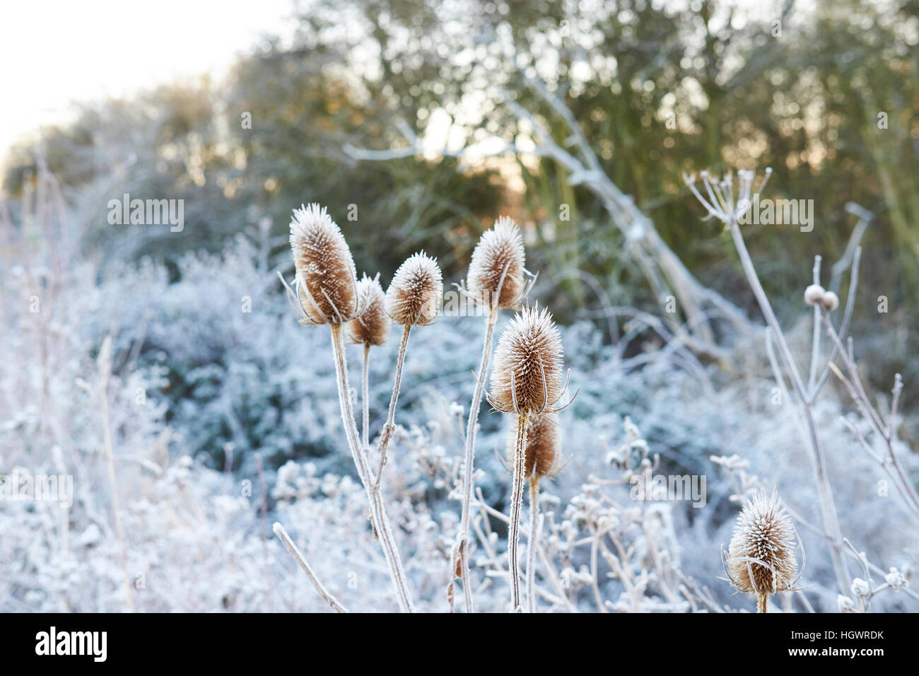 Frosted Teasel (Dipsacus fullonum) dead conical flower heads. Stock Photo