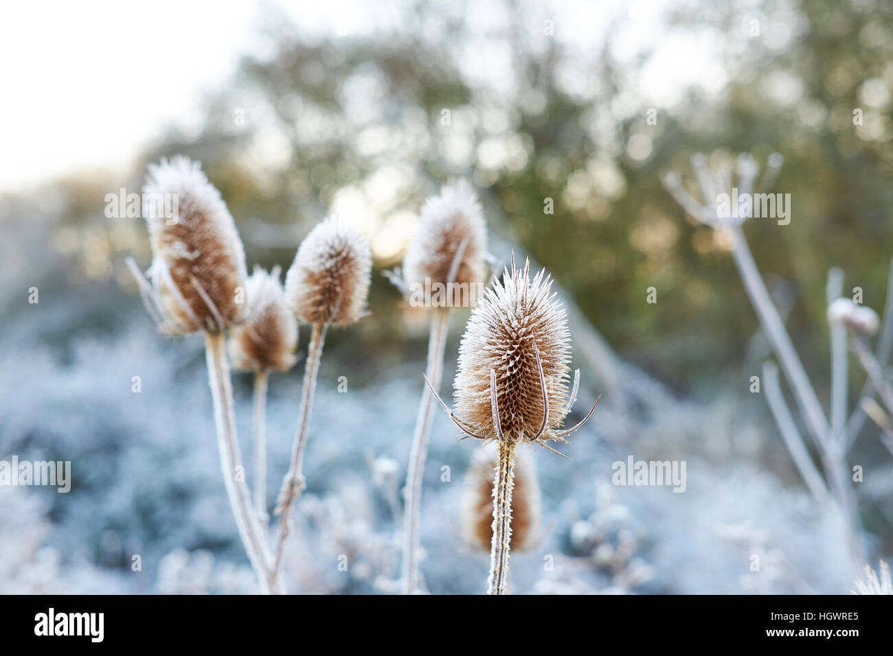 Frosted Teasel (Dipsacus fullonum) dead conical flower heads. Stock Photo