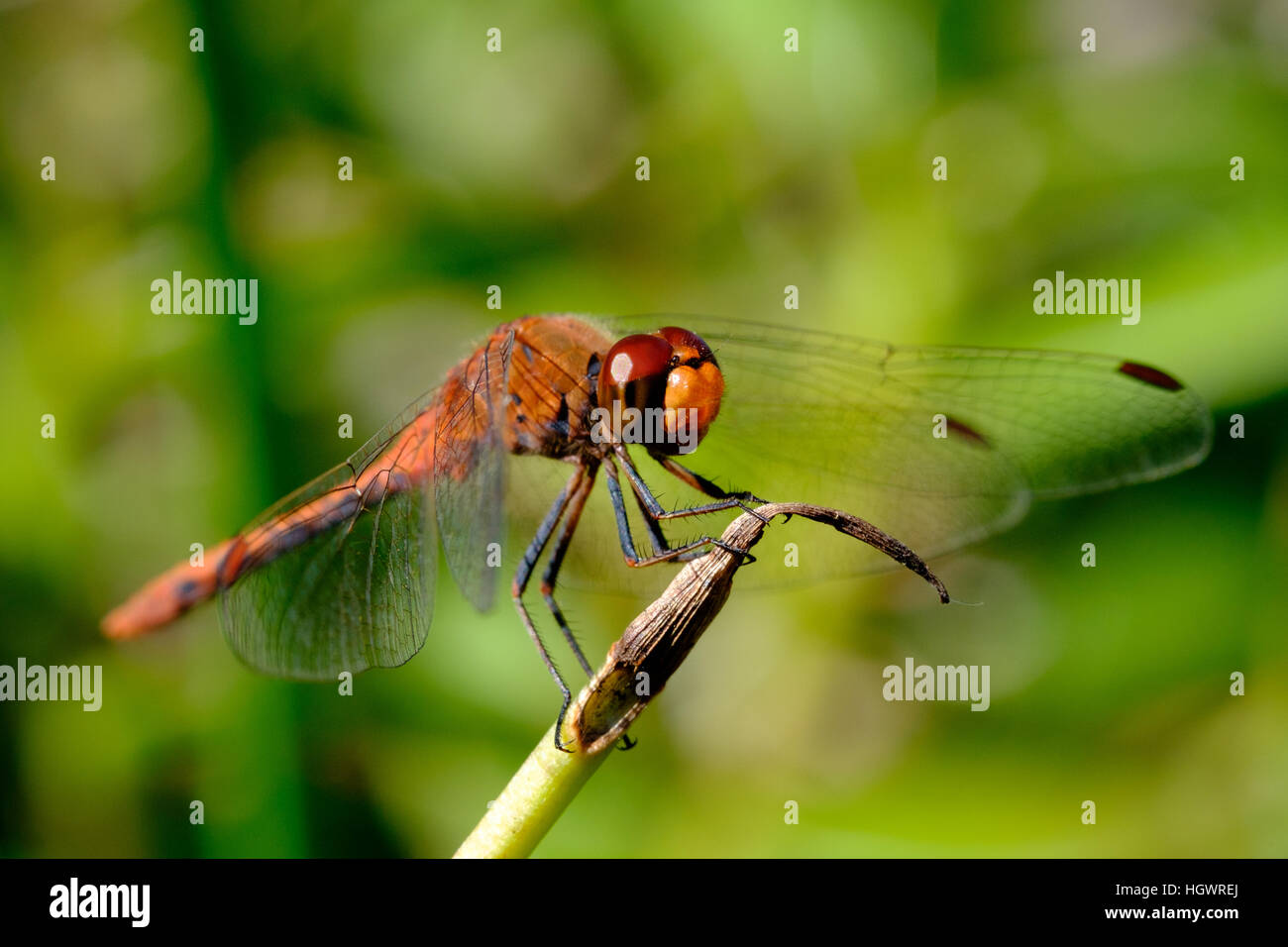 Close shot of a dragonfly resting perched on the tip of a plant stem with focus on the red eye that is reflecting the sun, about to take off. Stock Photo