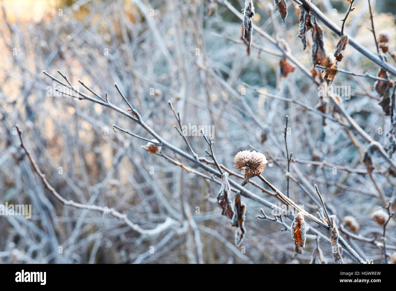 Frosted tree branches, dead flower heads and leaves. Stock Photo