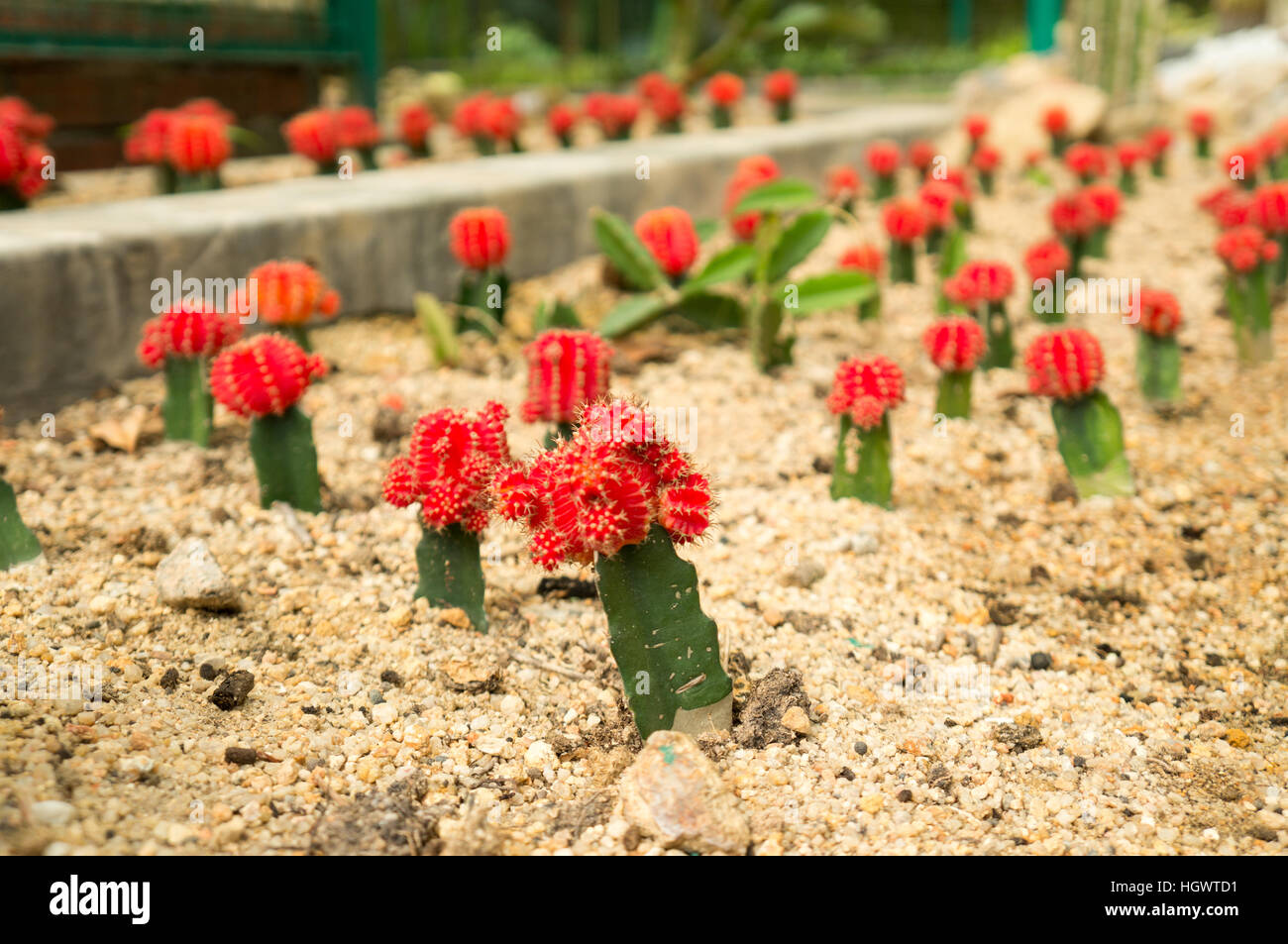 Grafted Red Moon Cacti in Penang's Botanical Garden Stock Photo