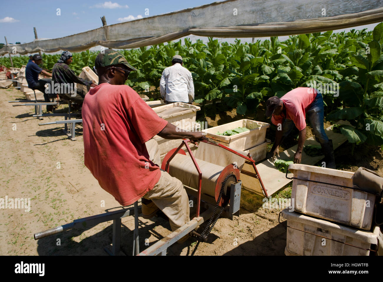Farm hands harvest shade grown tobacco in Hadley, Massachusetts Stock Photo 